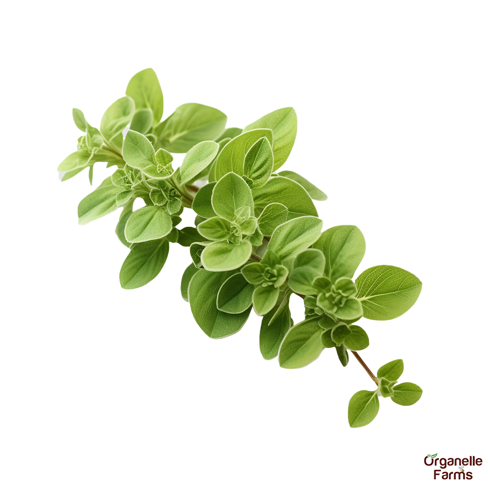 Oregano Leaves-250 Gms