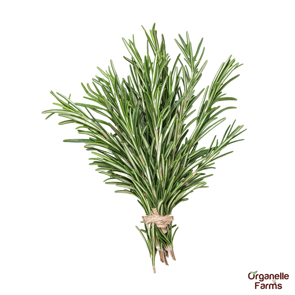 Rosemary-100 Gms