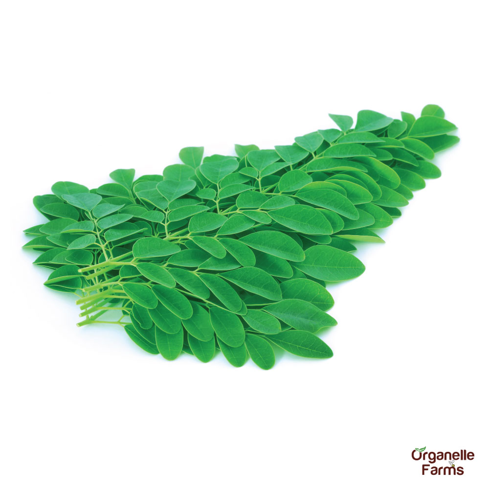 Moringa Leaves - 100 Gms 