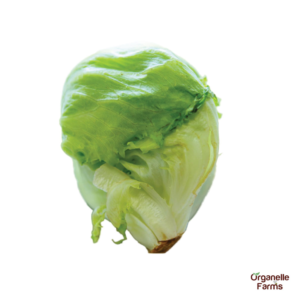 Iceberg - 300 Gms
