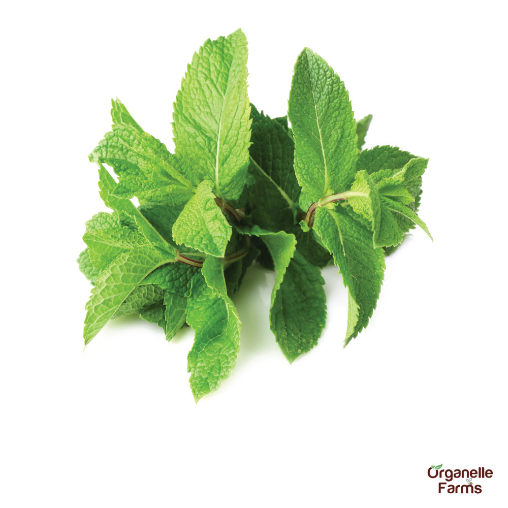 Mint Leaves (Hybrid)-100 Gms