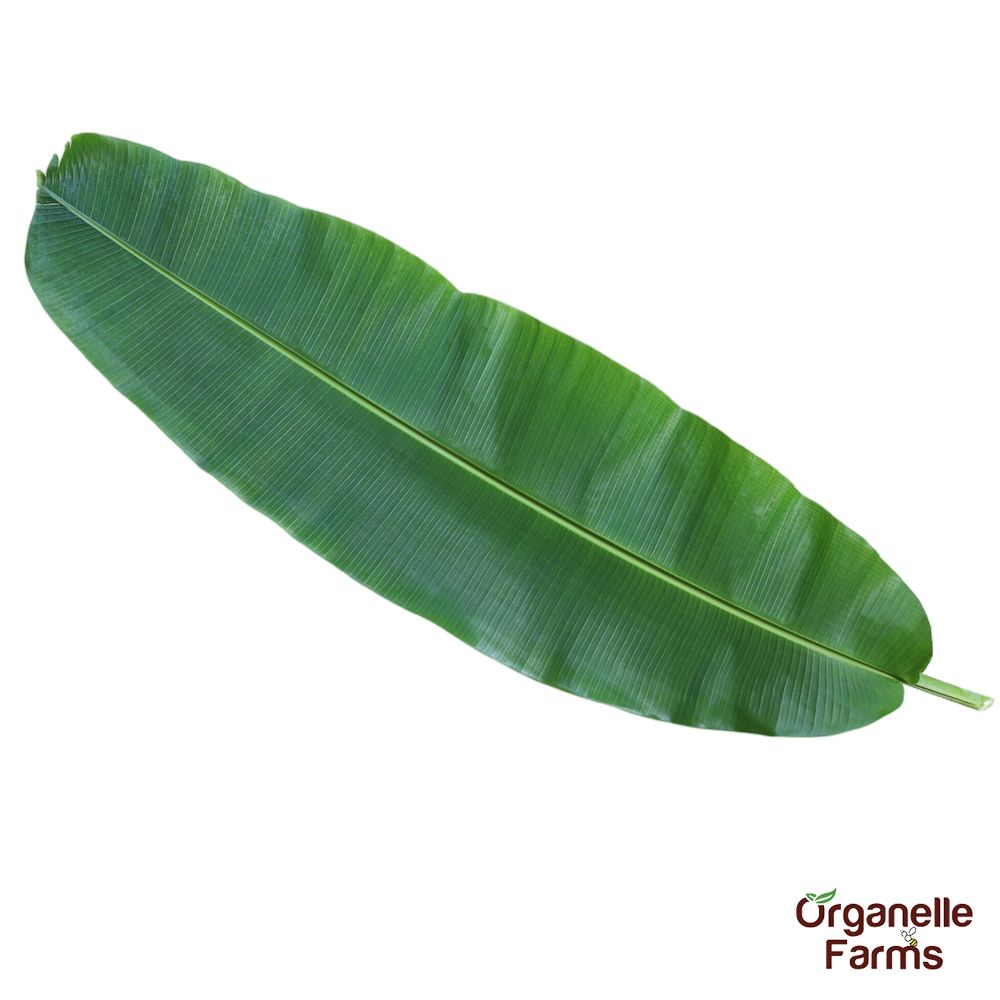 Banana Leaf-1 Pc