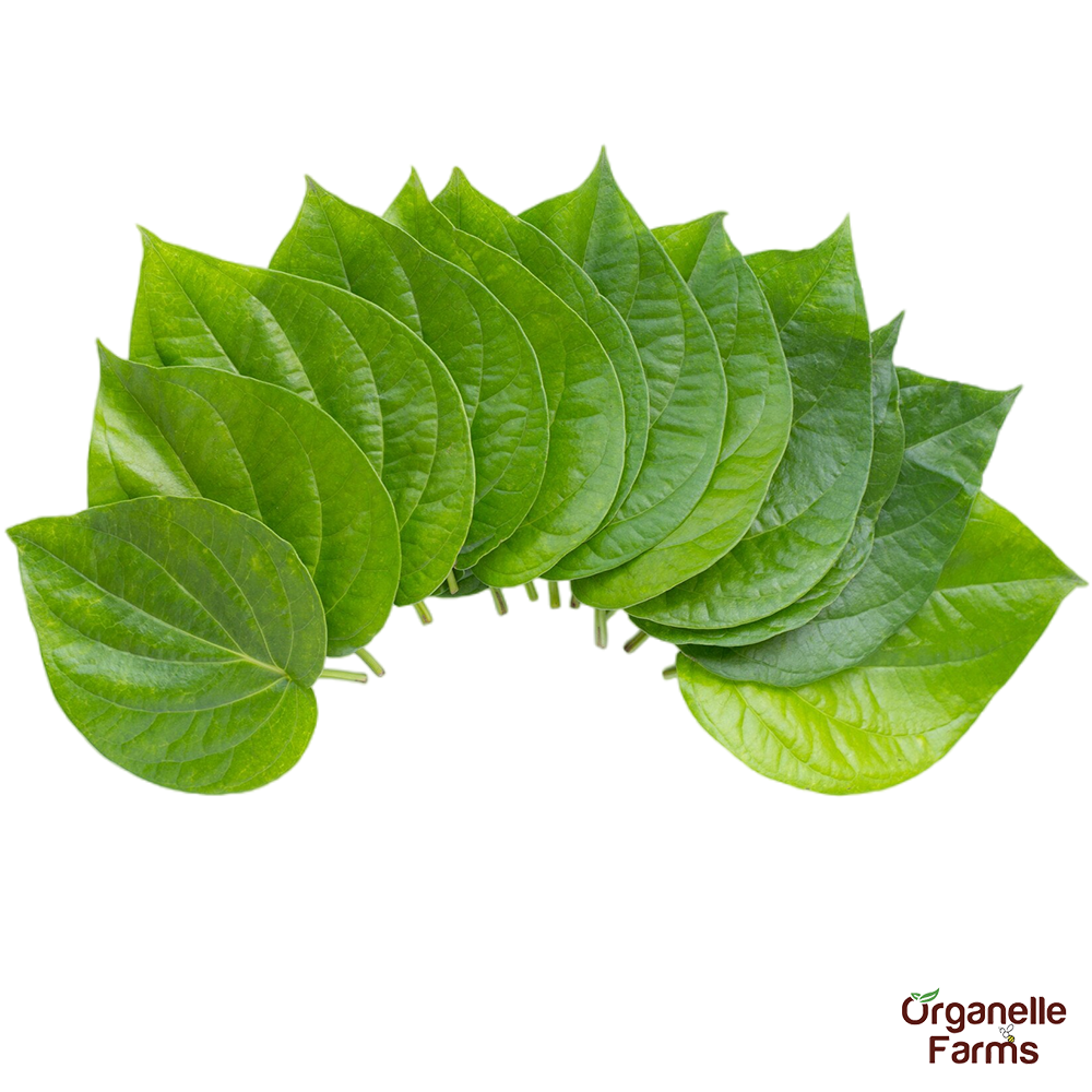 Betel Leaf - 2Pcs