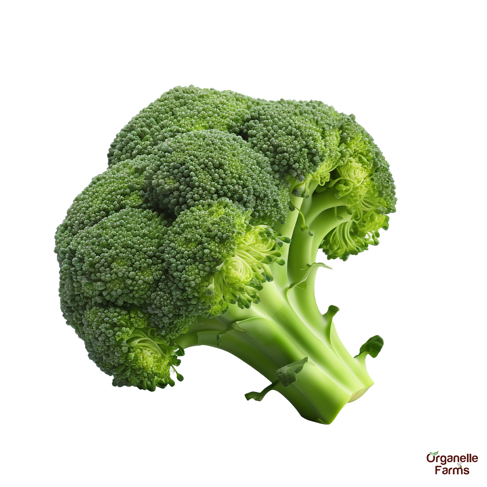 Broccoli 1Pc(500-600gm)