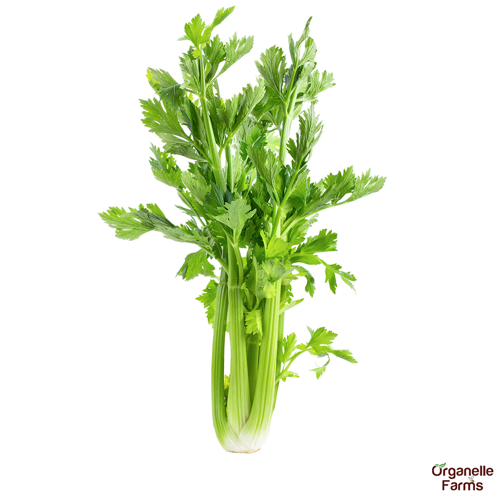 Celery-100 Gms