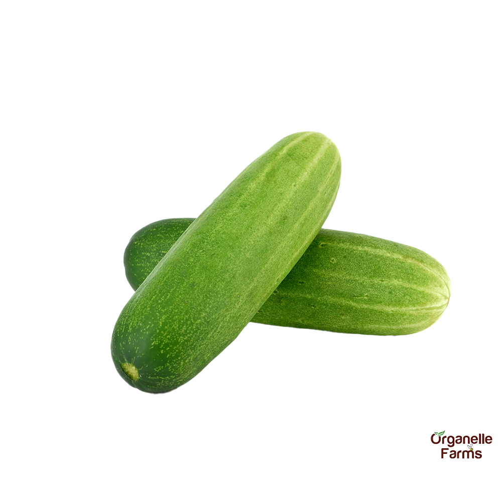 Cucumber hybrid-500 Gms