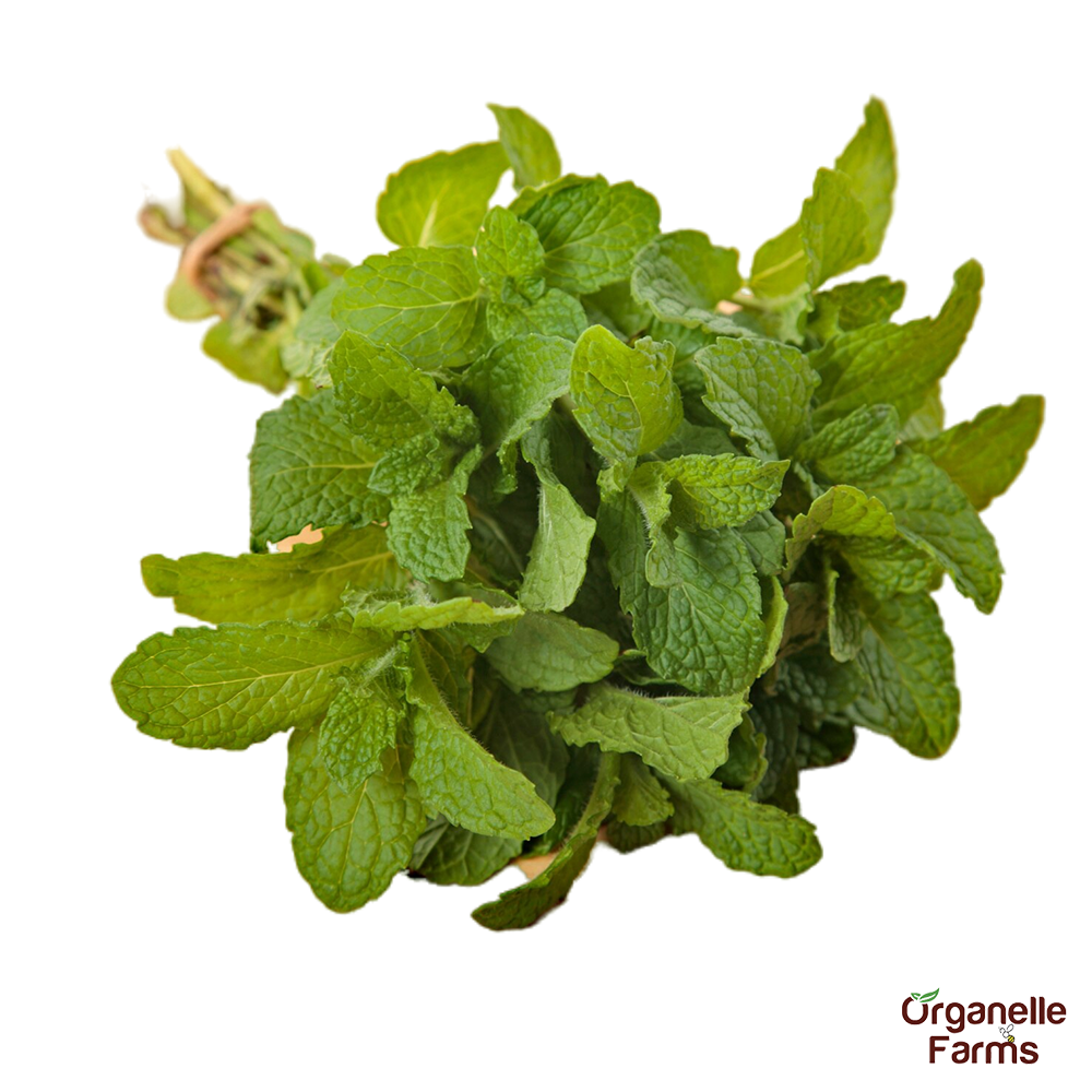 Mint Leaf-100 Gms