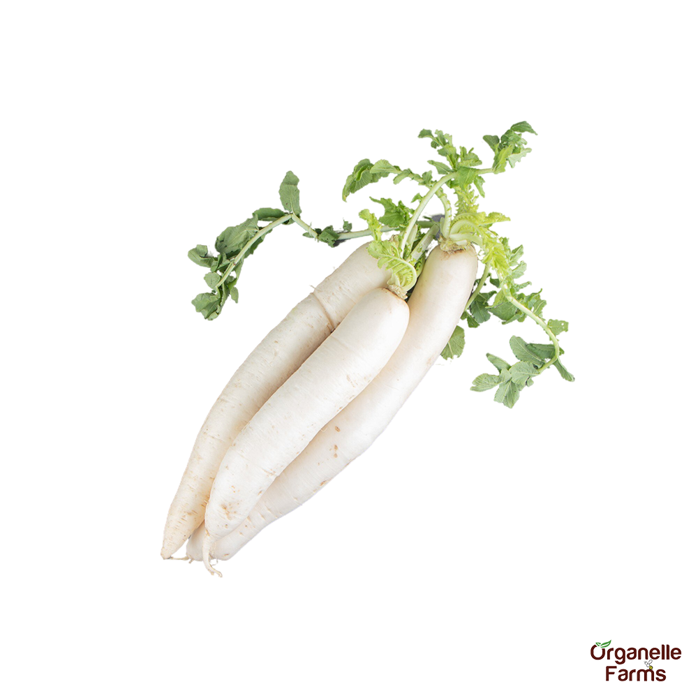 White Radish-3 Pcs