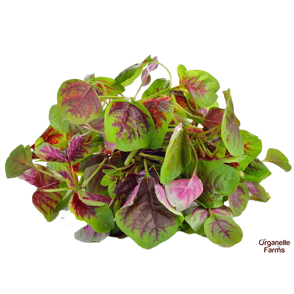 Amaranth(Kosala) Green -100 Gms