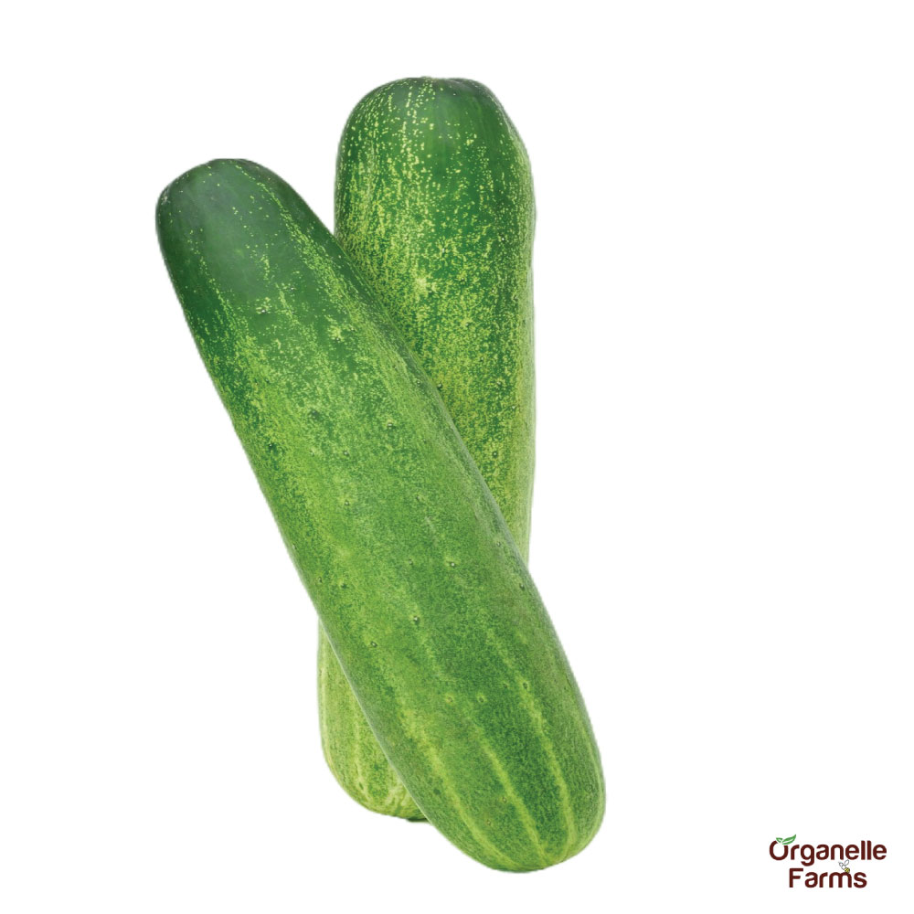 Cucumber Desi-500 Gms  