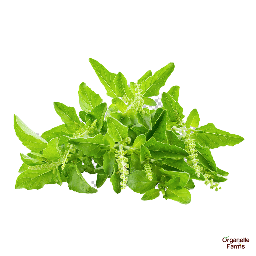 Fresh Basil - 100gms