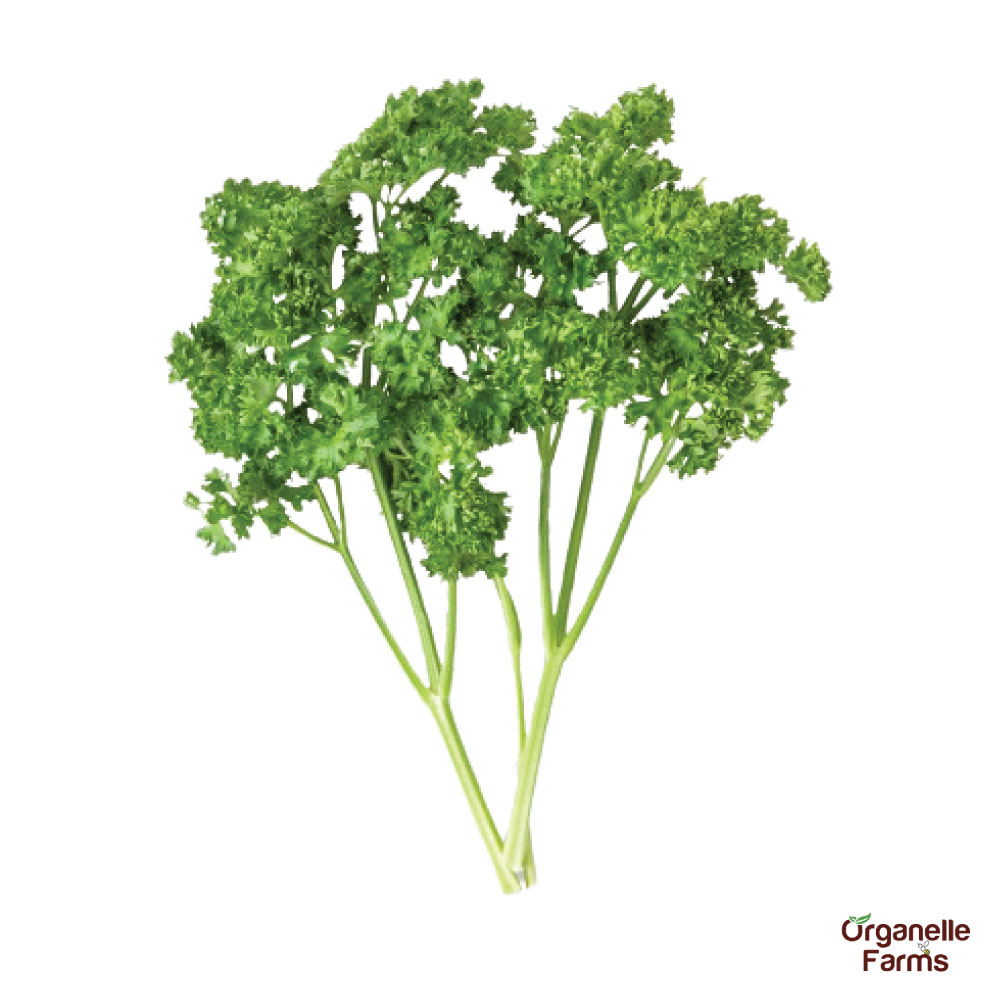 Parsley - 100 Gms