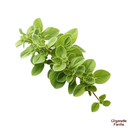 Oregano Leaves-250 Gms