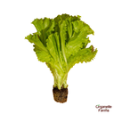 Romaine Lettuce-250 Gms