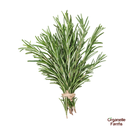 Rosemary-100 Gms