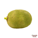 Tender Jack Fruit-1.5 to 2Kg approx.