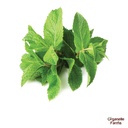 Mint Leaves (Hybrid)-100 Gms