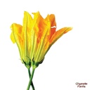 Pumpkin Flower - 2 Pcs