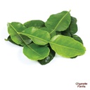 Makroot/Kaffir Lime Leaves - 50 Gms