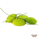 Spine Gourd(Kankada-Hybrid)-250gms