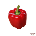 Red Capsicum- 500gms