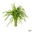 Lemon Grass-250 Gms