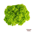 Lolo Rosso Lettuce-250 Gms